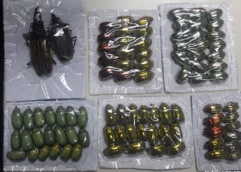 Flagship Costa Rica Bust Bugs 2019 12 05